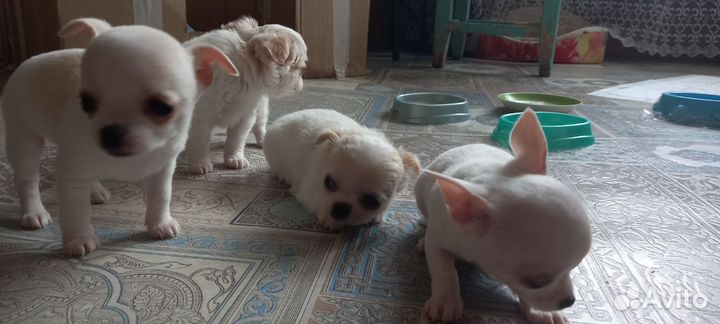 3 щенка чихухуа мини
