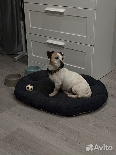 Передержка собак