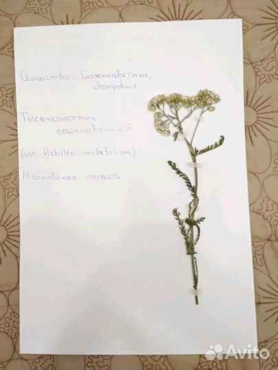 Гербарий, проекты, поделки, лэпбуки для школьников