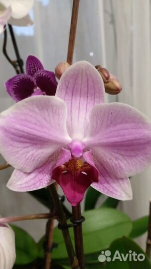 Орхидея фаленопсис