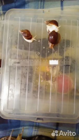 Ахатина ретикулята - улитки