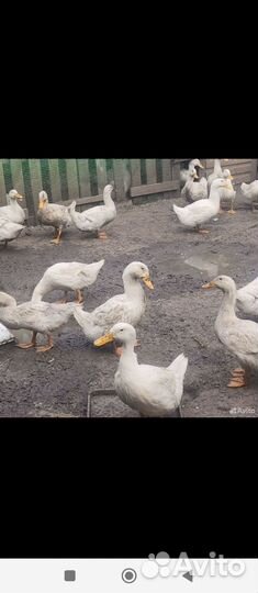 Утки стар 53