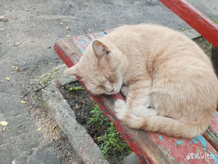 Кошка