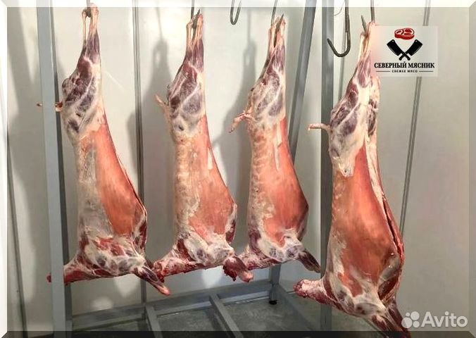 Мясо баранина тушка