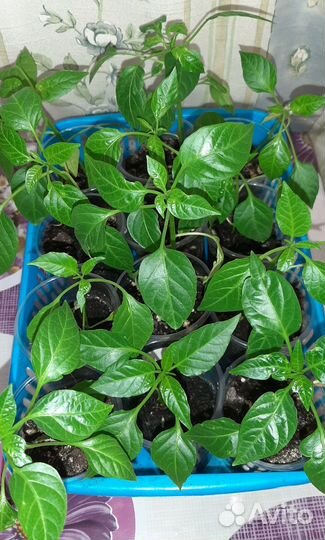 Перец острый