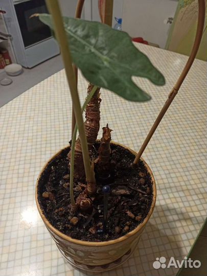 Алоказия Amazonica