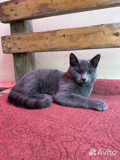 Русская голубая