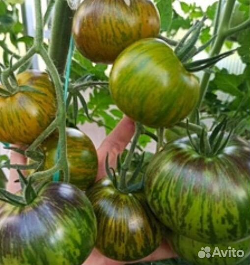 Рассада томатов. Коллекционные сорта