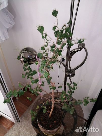 Фикус Барок (83см)