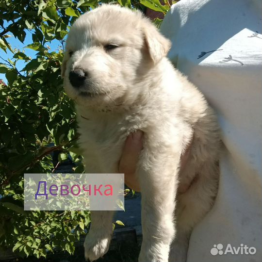 Щенки в добрые руки