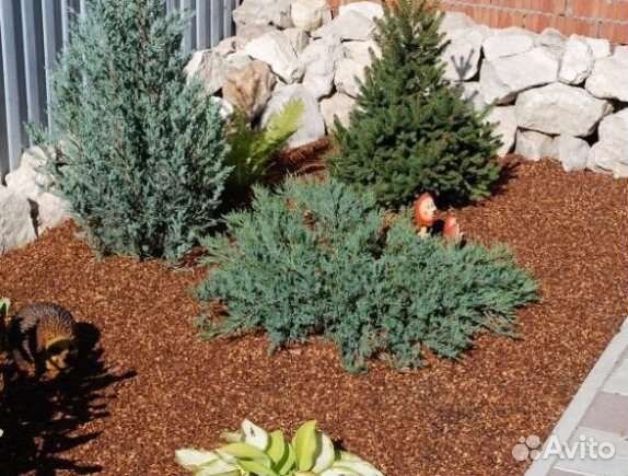 Шелуха кедровой шишки и скорлупа кедрового ореха