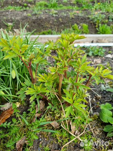 Рассада многолетних цветов купить в Санкт-Петербурге | Товары для дома ...