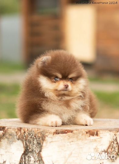 Коричнево-подпалый парнишка