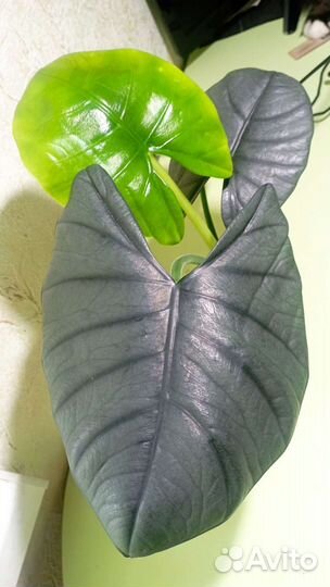 Алоказия Бисма