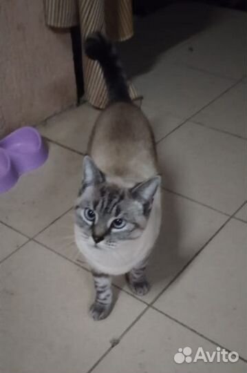 Красивая кошка