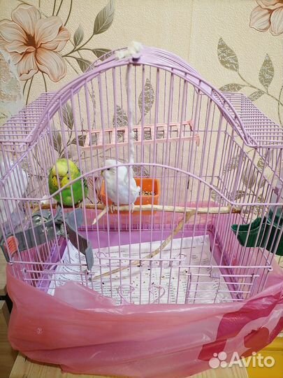 Продам птичек