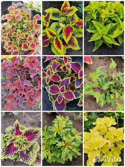 Черенки колеуса