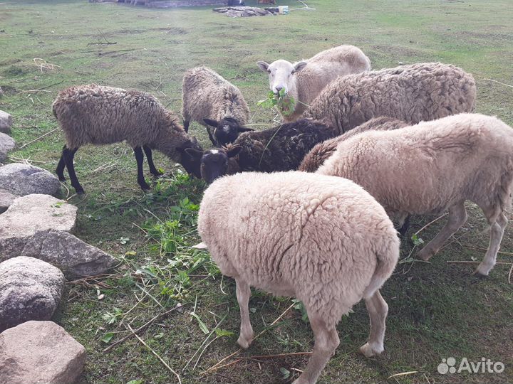 Овцы, ягнята, бараны, козы