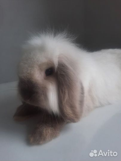 Карликовый вислоухий кролик