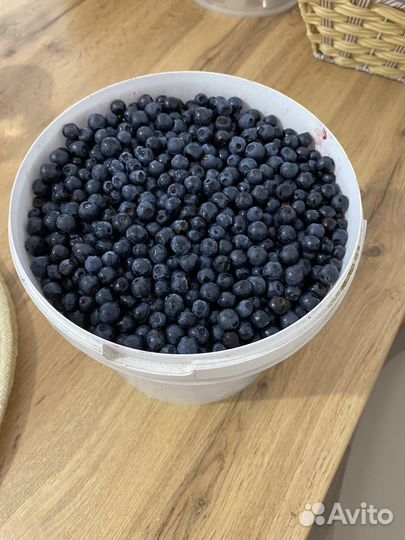 Черника лесная