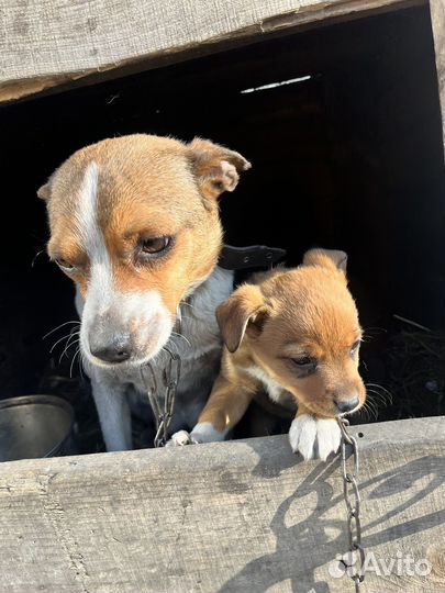 Собака щенок