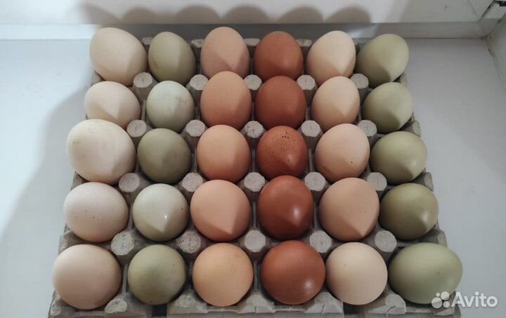 Цыплята вылупляются каждый день