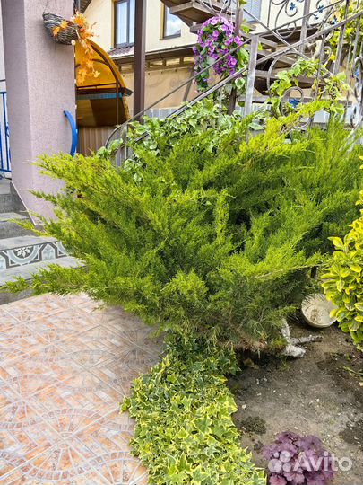 Можжевельник тамарасифолия 7 лет