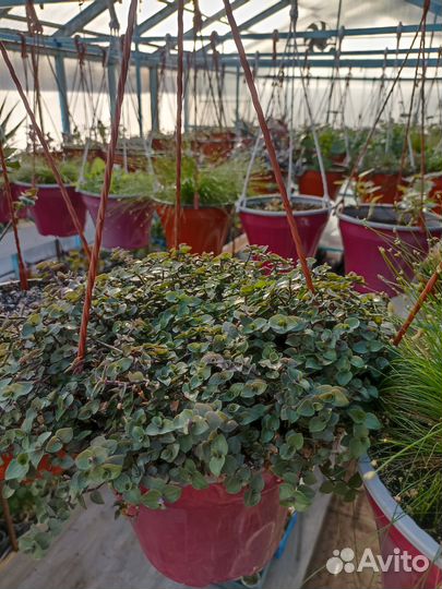 Цветы в кашпо