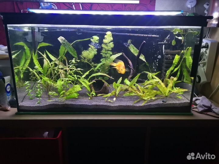 Аквариум 100 л