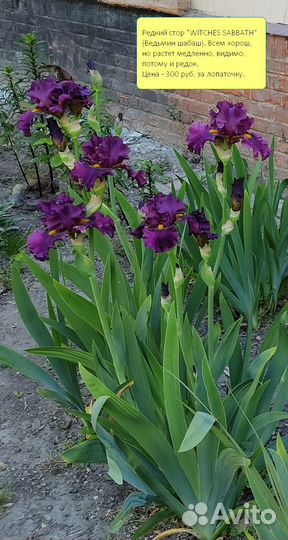 Ирисы бородатые сортовые