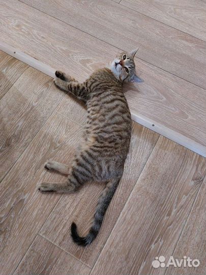 Кошка в добрые руки