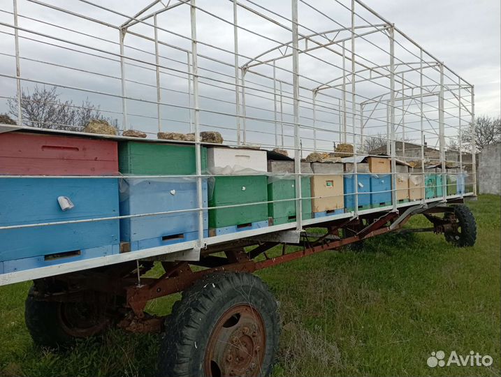 Пчелы пасека