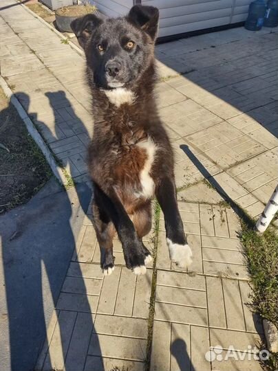 Собака в добрые руки