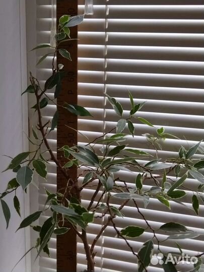 Фикус Бенжамен мелколистный пестрый взрослый