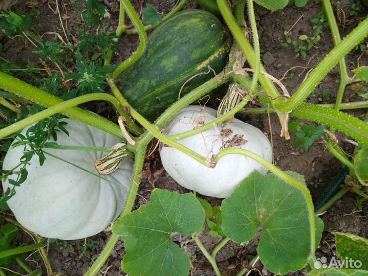 Тыква со своего огорода