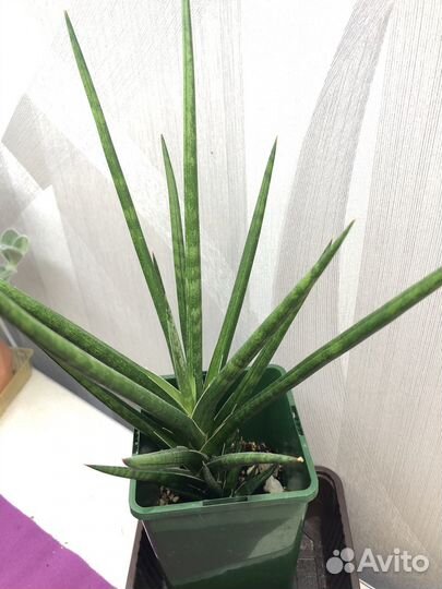 Сансевиерия францизи(francisii)