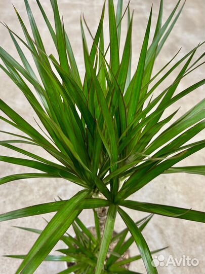 Пальма драцена маргината 2 ствола