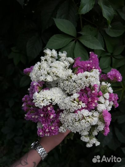 Букет из сухоцветов статицы