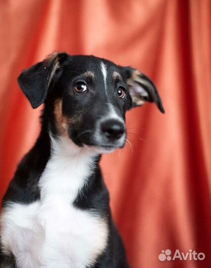 Максус ищет дом