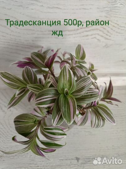 Традесканция