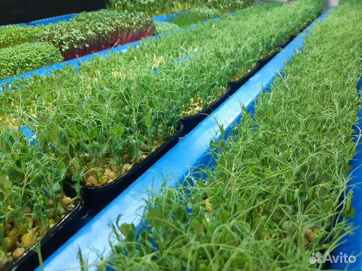 Микрозелень