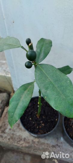 Привитые плодоносящие цитрусы редкие сорта