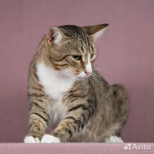 Котик ищет дом