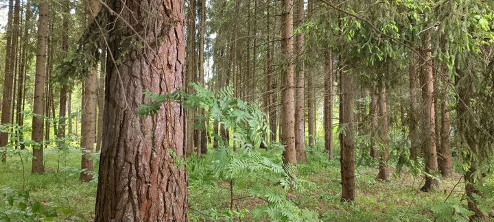 Участок 4,7 сот. (СНТ, ДНП)