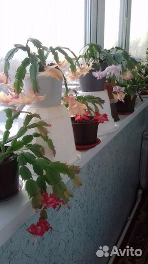 Цветок декабрист