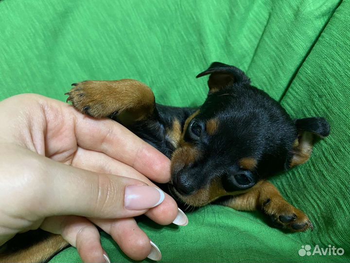 Той-терьер щенки