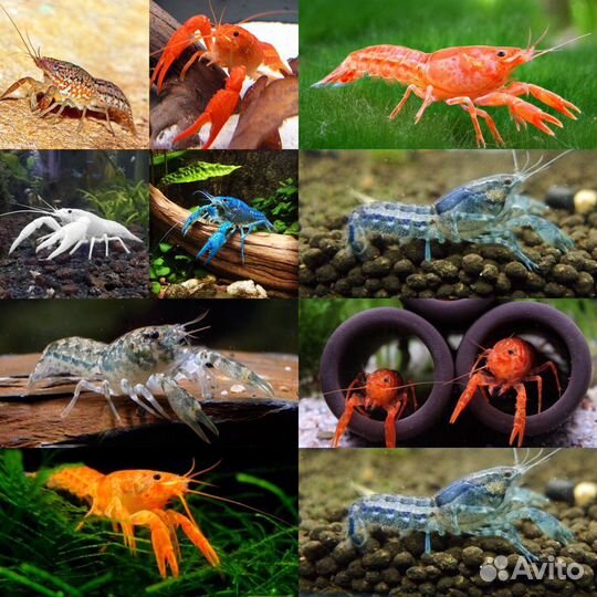 Рыбки Улитки Раки Сомы и Многое Другое
