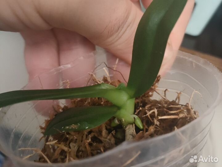 Орхидея Клеопатра 4