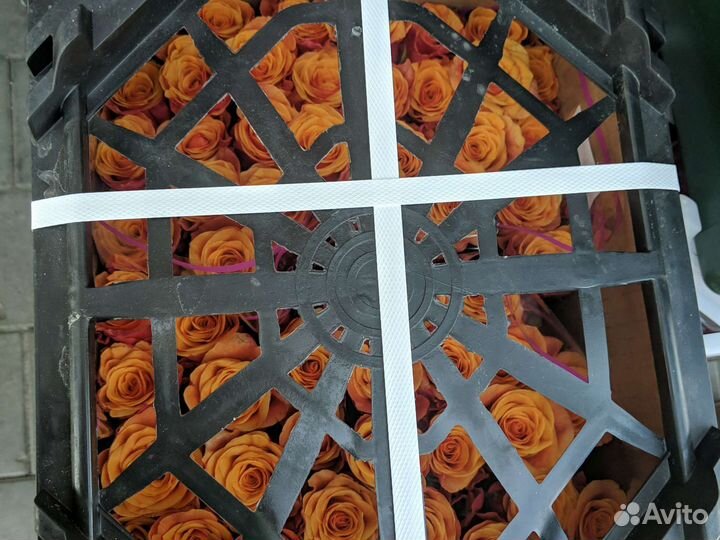 Букет из роз 25/51/101/151/201/501