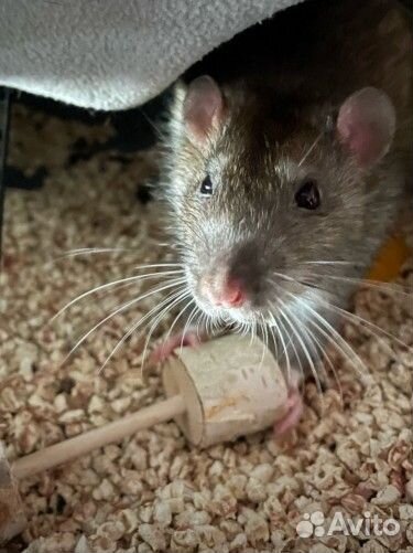 Игрушка- грызунок